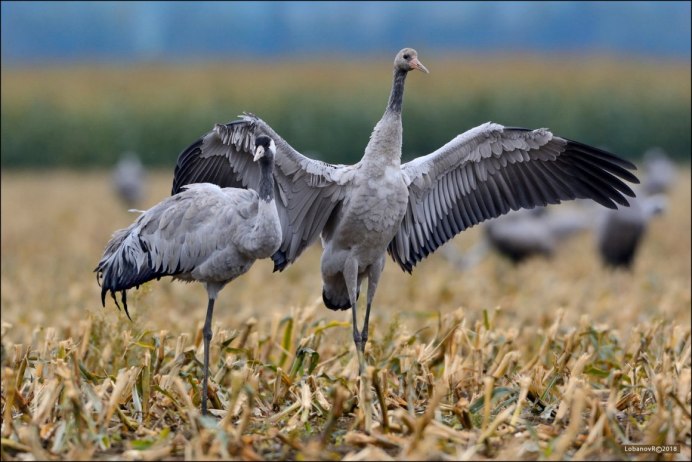 Серый журавль (Grus Grus (l.)