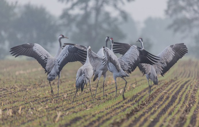 Sarus Crane