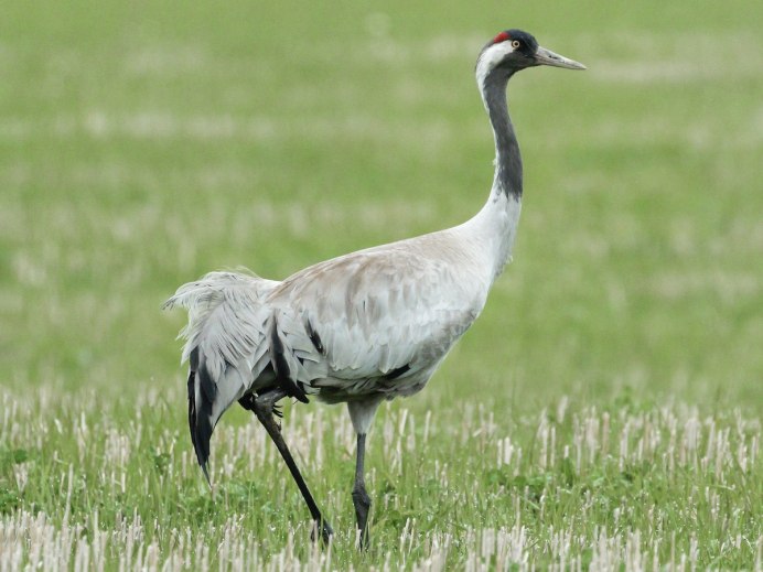 Японский (Уссурийский) журавль Grus japonensis