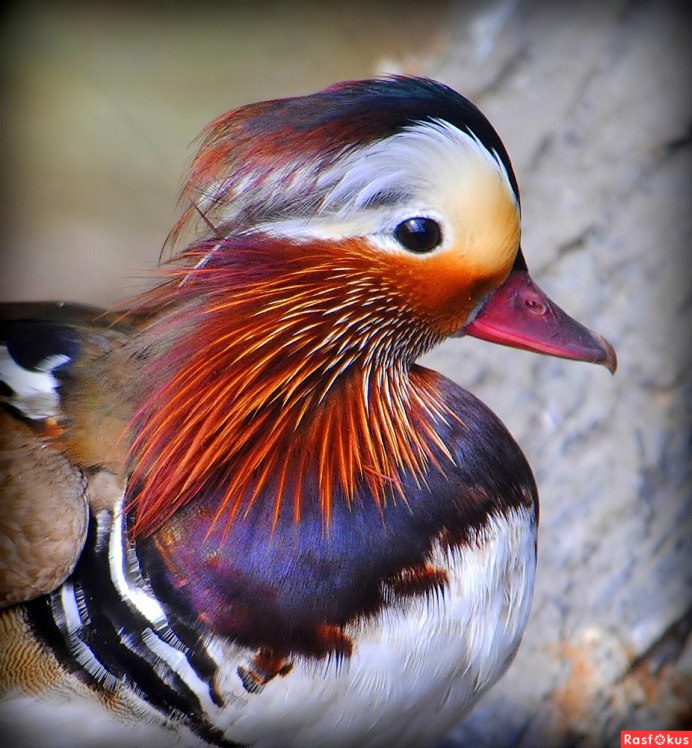 Мандаринка Aix galericulata