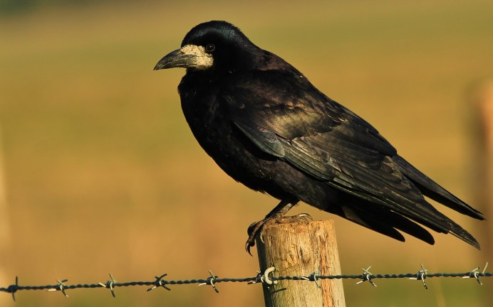Грач (Corvus frugilegus)