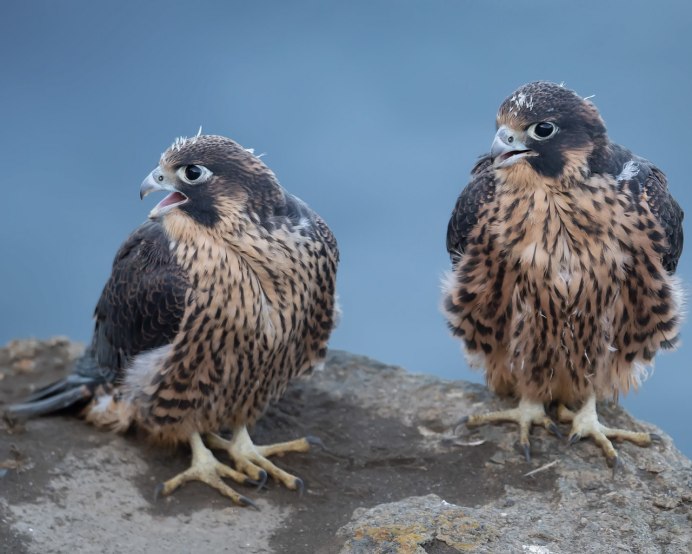 Сапсан Falco peregrinus