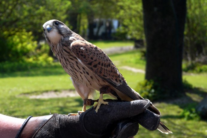 Buteo regalis