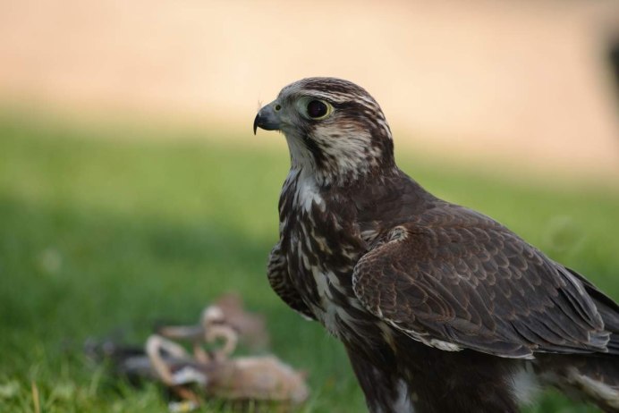 Тетеревятник (Accipiter gentilis)