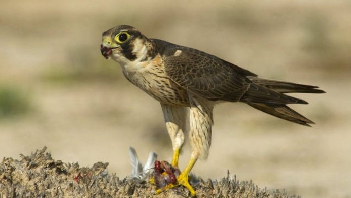 Falco peregrinus