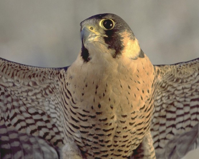 Сокол-Сапсан (Falco peregrinus)
