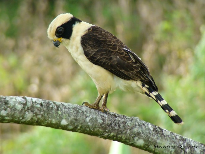 Raptor Bird of Prey инструмент