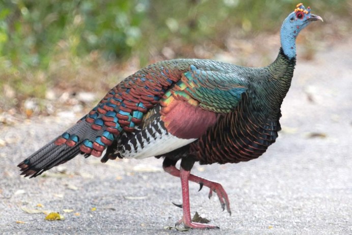 Meleagris gallopavo
