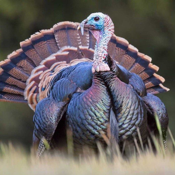 Бронзовая широкогрудая индейка