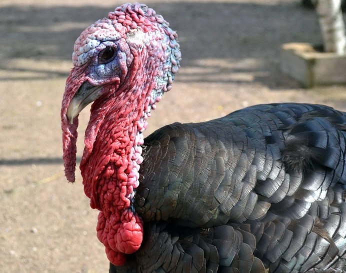 Североамериканский индюк