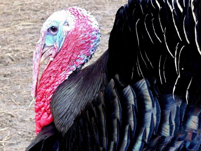 Индюк обыкновенный