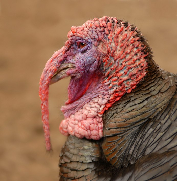 Бронзовая широкогрудая индейка