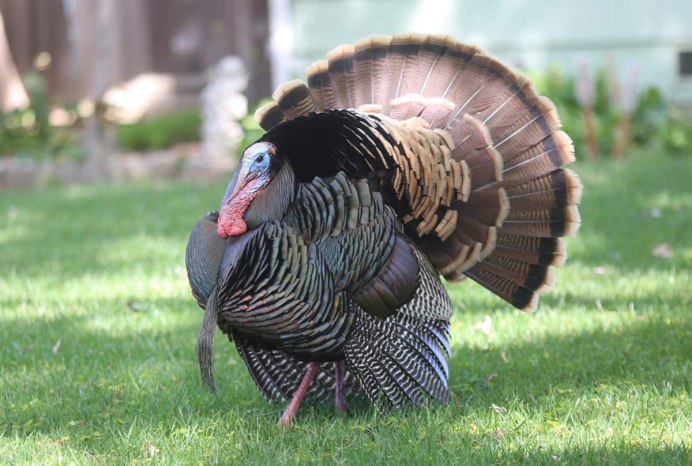 Индюшка самка индюка