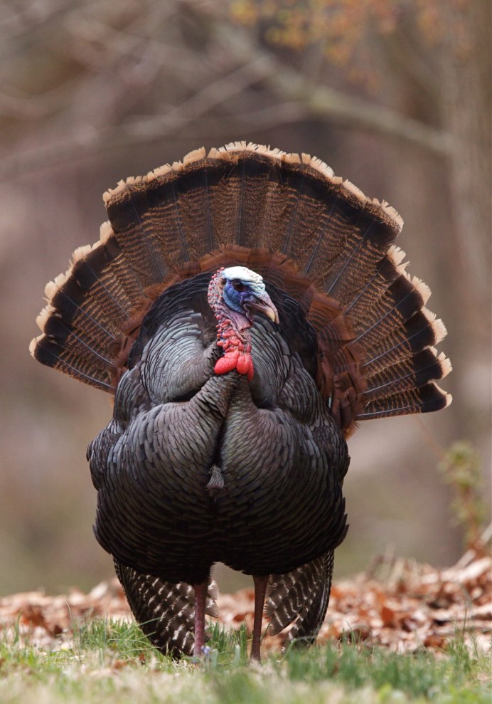 Индюк обыкновенный