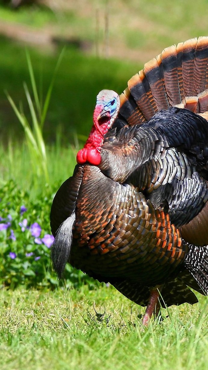 Индюк обыкновенный