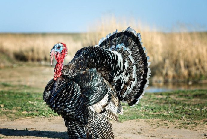 Дикий индюк