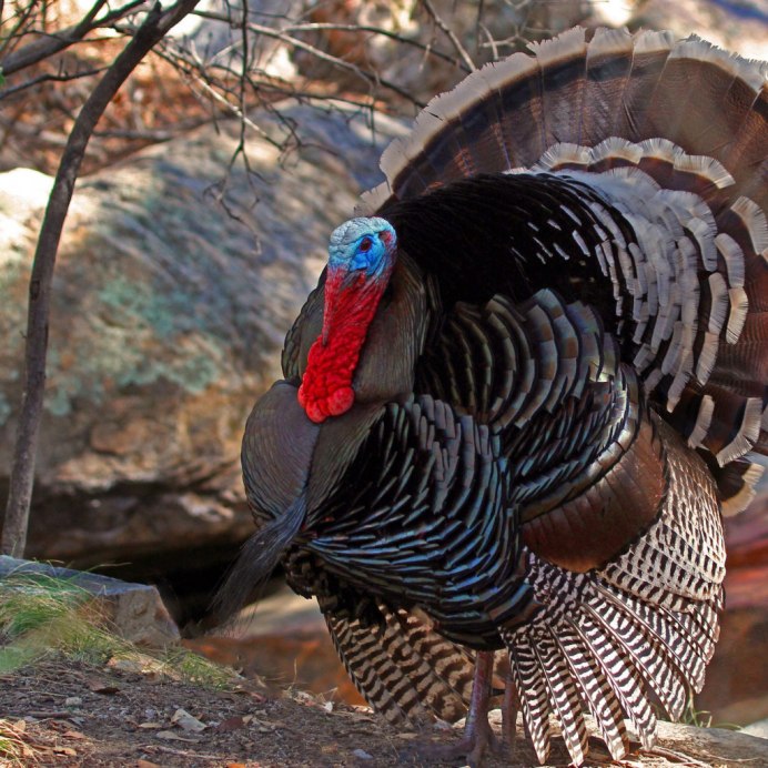 Птица индюк