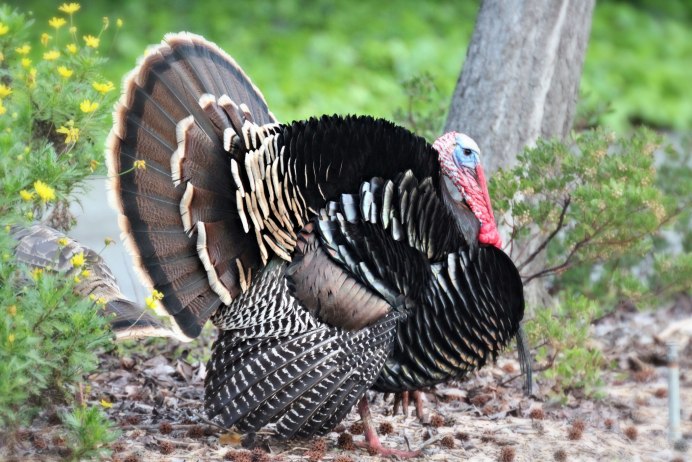 Индюк летает