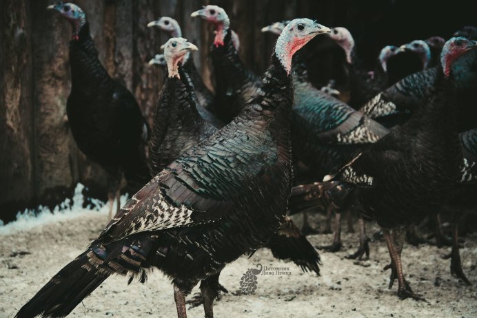 Канадский индюк