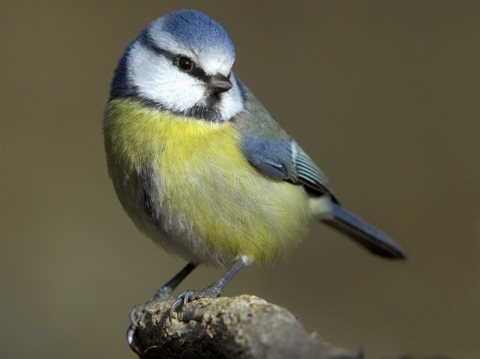 Синица Parus Major