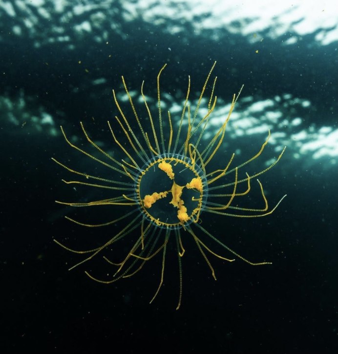 Кубомедузы (Carybdea alata).