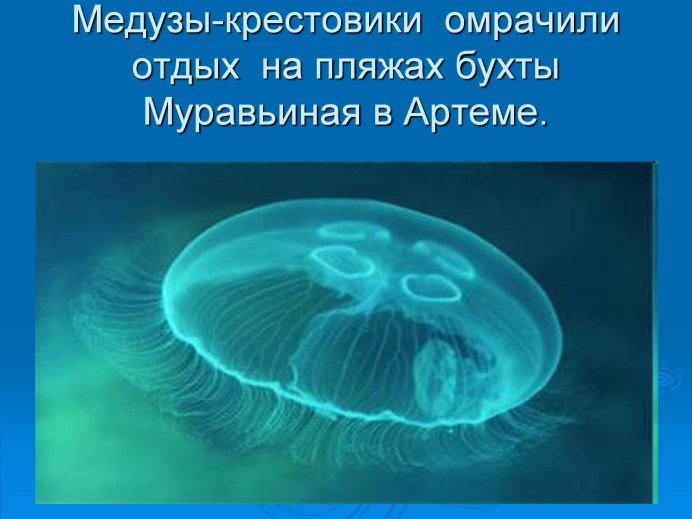 Медуза-крестовик - Gonionemus Vertens Agassiz