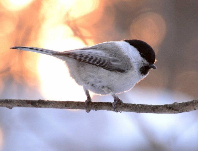 Синица серая (Parus cinereus)