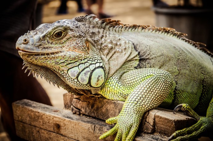 Варан и игуана