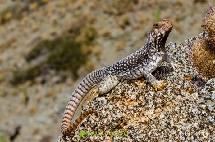 Древесная Аброния голубая