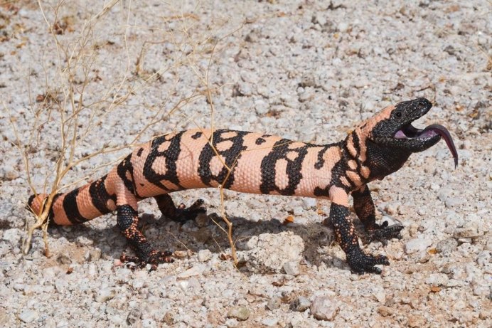 Варан в Мексике