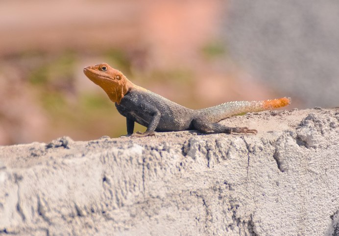 Аброния Лизард