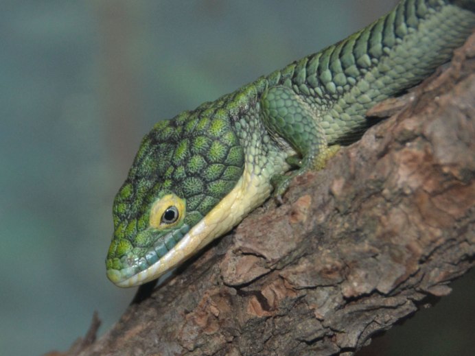 Игуана шипохвостая Мексиканская