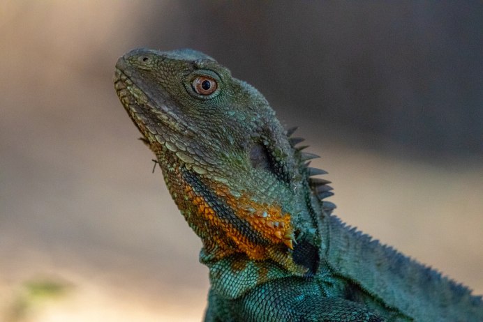 Мексика игуаны и вараны