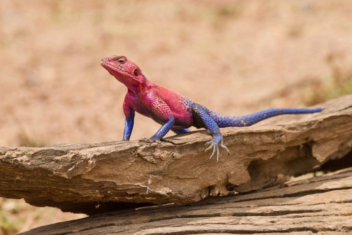 Ящерицы в Мексике