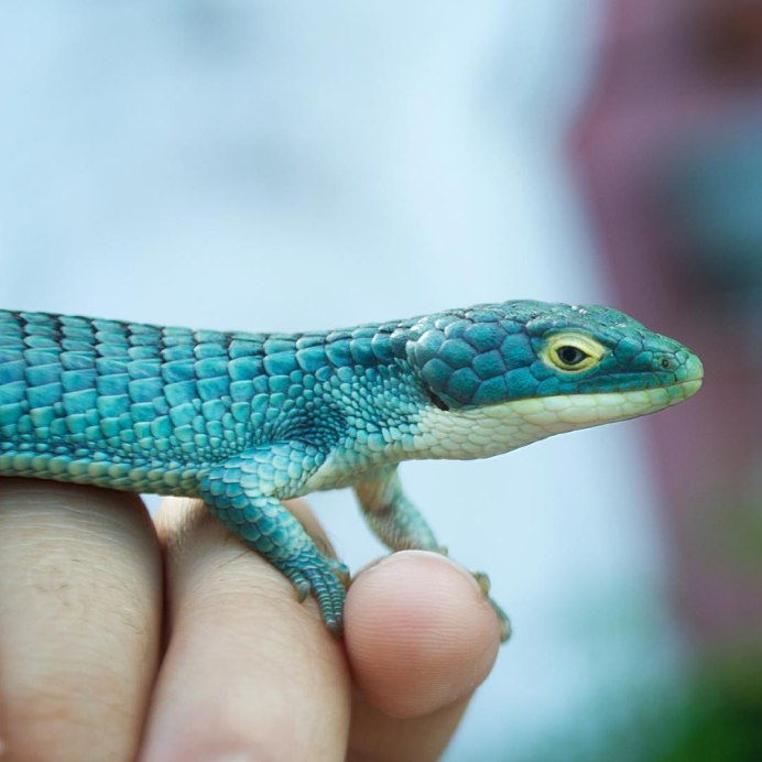 Древесная Аброния