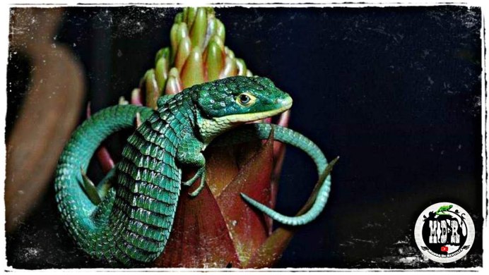 Ящерица древесная Аброния