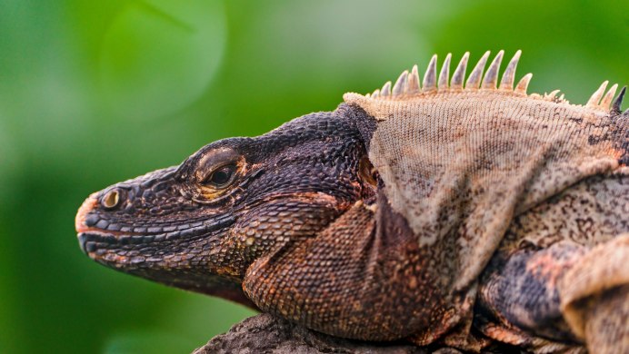 Агама обыкновенная