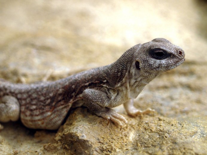 Ошейниковая игуана