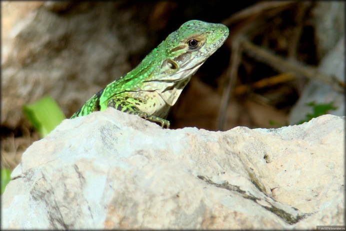 Игуана Мексика