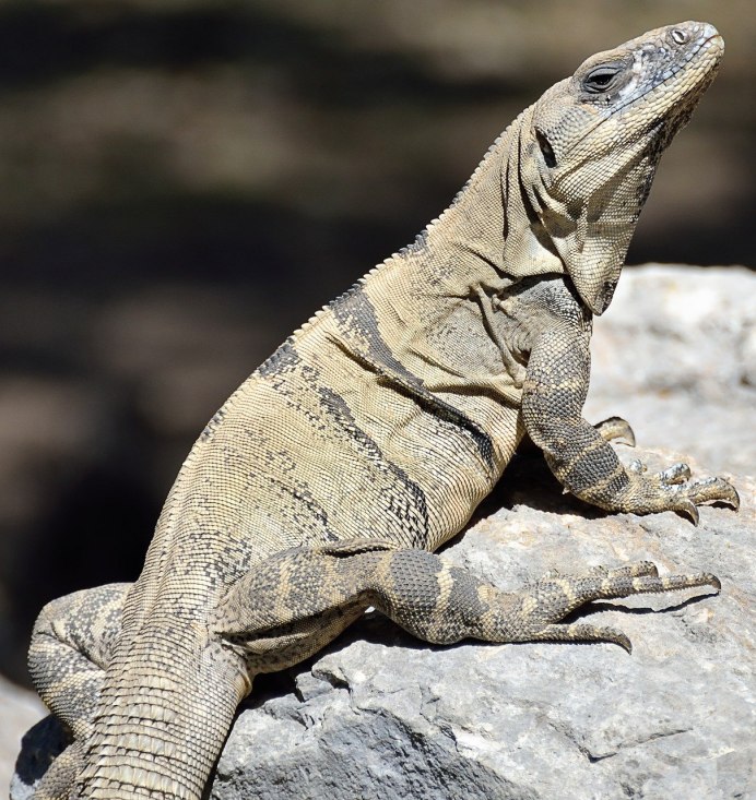 Варан и игуана