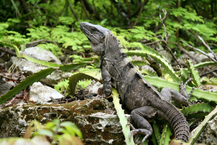 Ядозуб Варан