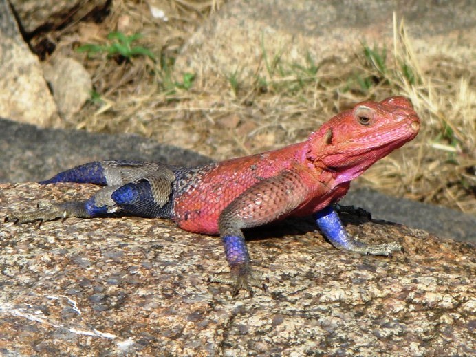 Dipsosaurus dorsalis