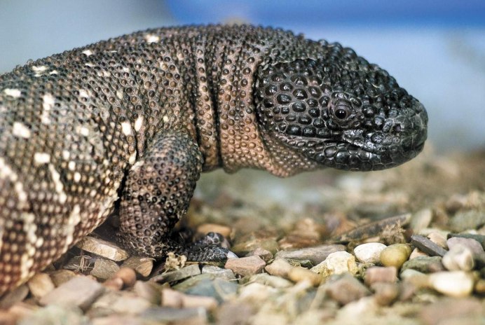 Мексиканская хлыстохвостая ящерица