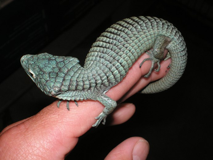 Аброния животное