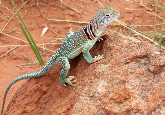 Варан в Мексике