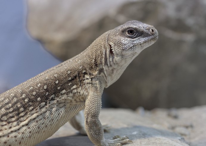 Ошейниковая игуана