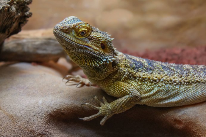 Игуана Мексика