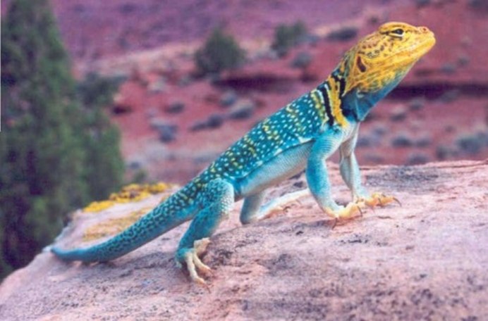 Древесная Аброния голубая