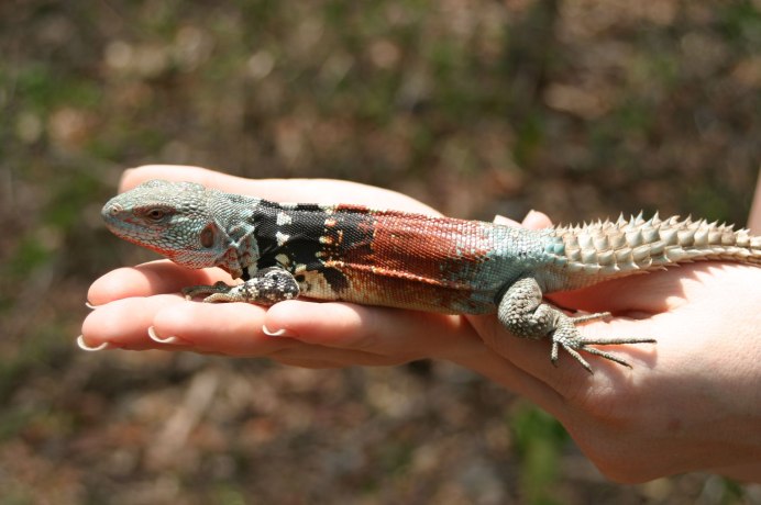 Мексиканский ядозуб