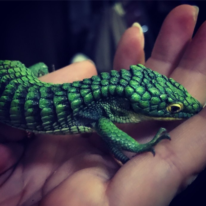 Кавказская Скалистая ящерица партеногенез